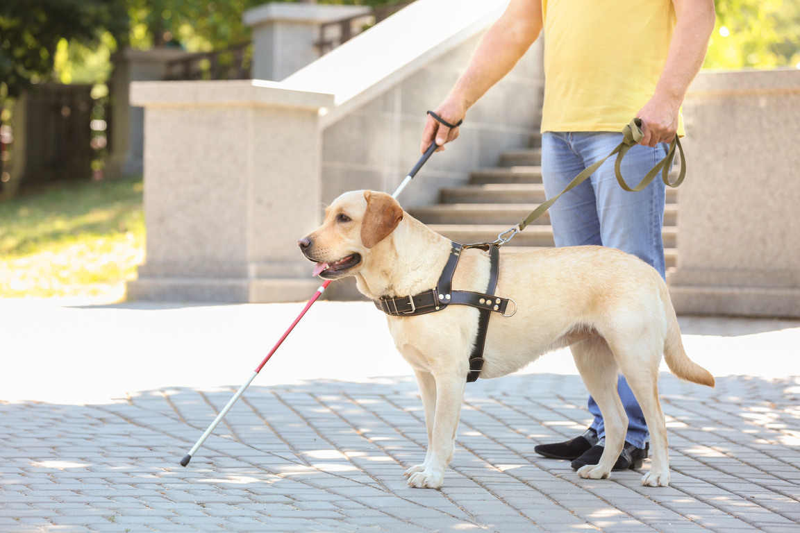 Guide Dog Helping Blind Man in the City